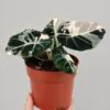 Alocasia ‘Black Velvet Pink Variegata’ velká Alocasia ‘Black Velvet Pink Variegata’