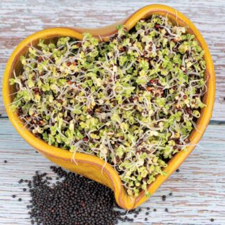 brokolice semena na kliceni microgreens klicky kliceni