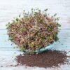 Červené zelí semínka na klíčení 10 g cervene zeli semena na kliceni microgreens klicky kliceni