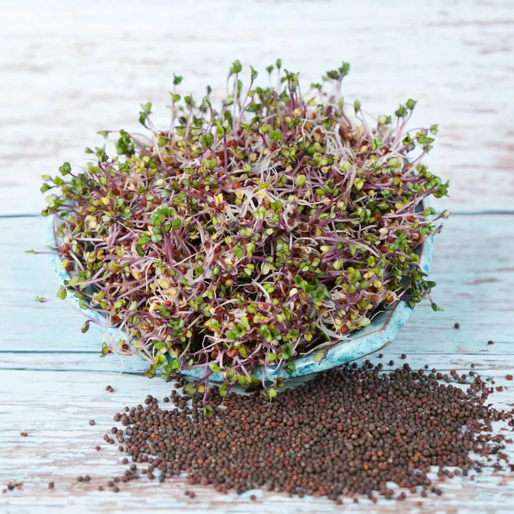 Červené zelí semínka na klíčení 10 g cervene zeli semena na kliceni microgreens klicky kliceni