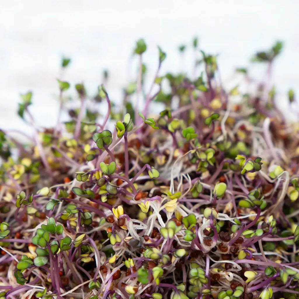Červené zelí semínka na klíčení 10 g cervene zeli semena na kliceni microgreens klicky kliceni