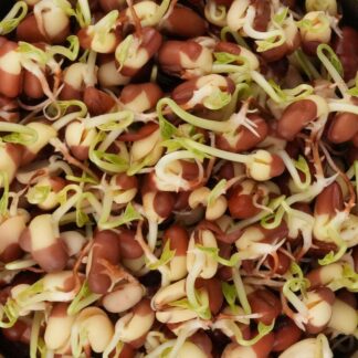 Fazole Adzuki semínka na klíčení 50 g fazole adzuki semena na kliceni microgreens klicky kliceni