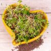 Hořčice černá semínka na klíčení 20 g horcice cerna semena na kliceni microgreens klicky kliceni