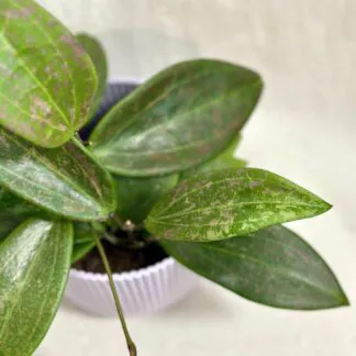 Hoya wibergiae hoya wibergiae voskovka kvetouci pokojovka