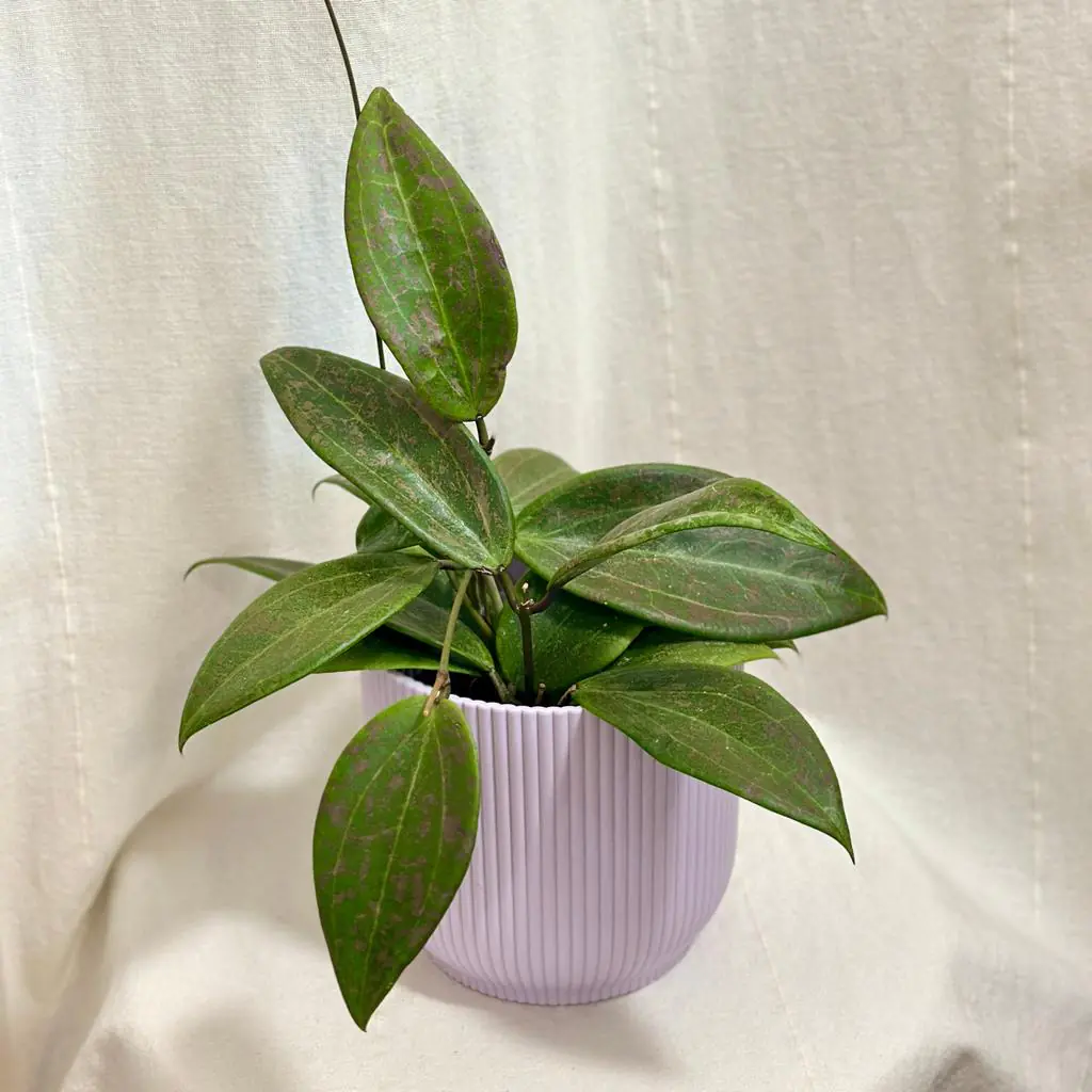 Hoya wibergiae hoya wibergiae voskovka kvetouci pokojovka