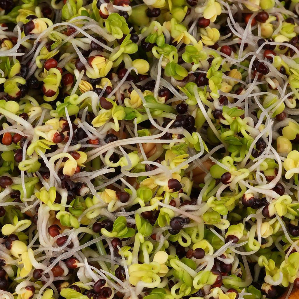 Kadeřávek červený semínka na klíčení 10 g kaderavek cerveny semena na kliceni microgreens klicky kliceni