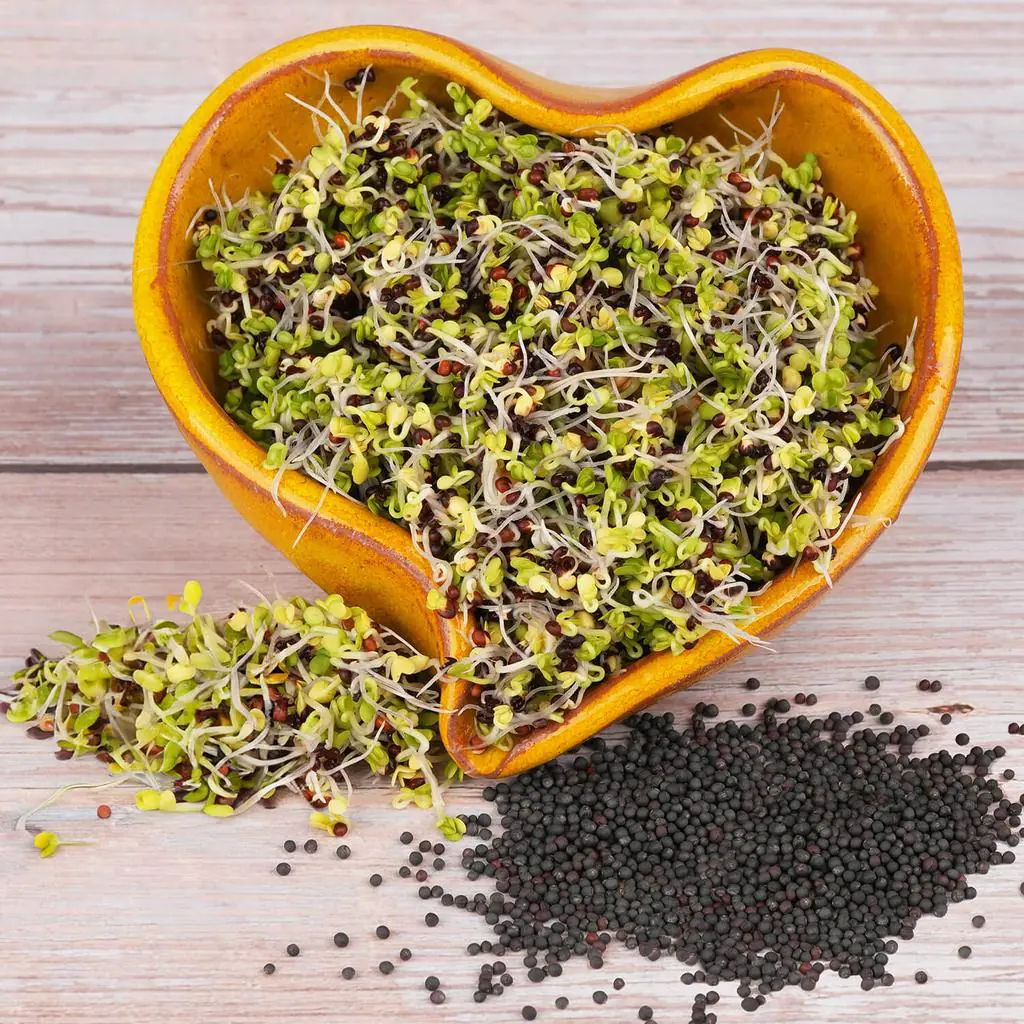 Kadeřávek červený semínka na klíčení 10 g kaderavek cerveny semena na kliceni microgreens klicky kliceni