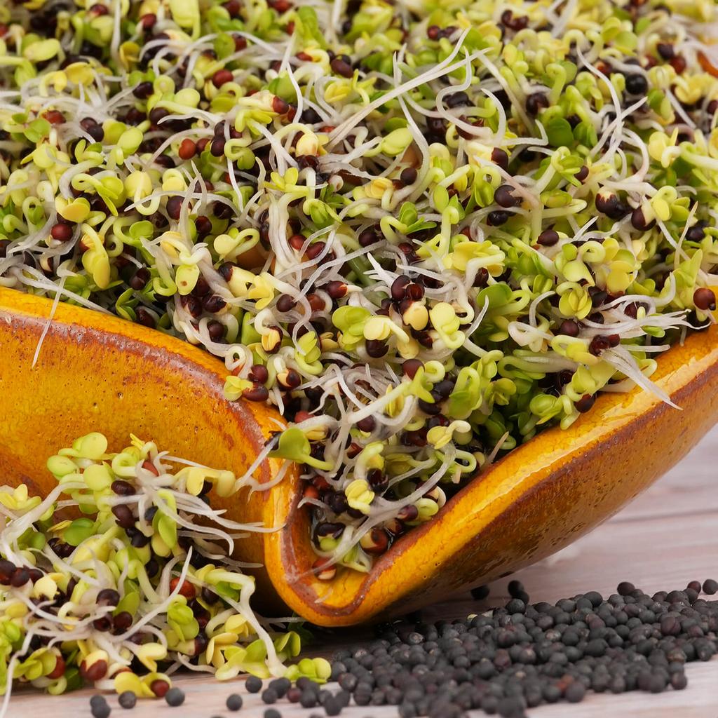 Kadeřávek červený semínka na klíčení 10 g kaderavek cerveny semena na kliceni microgreens klicky kliceni