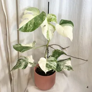 Monstera deliciosa ‘Albo-Variegata’ velká monstera deliciosa albo variegata bílá raritni pokojovka