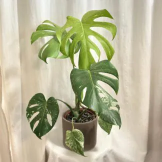 Monstera deliciosa ‘Mint’ velká monstera deliciosa mint variegated