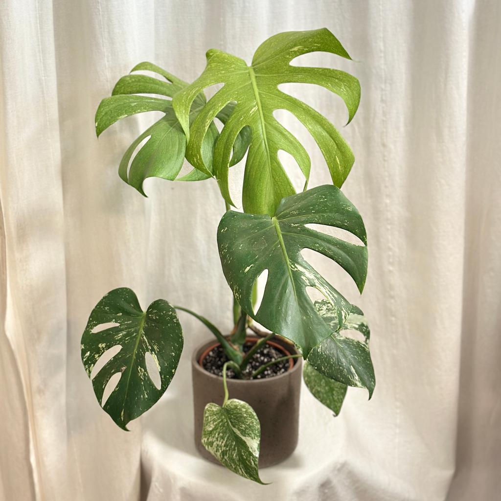 Monstera deliciosa ‘Mint’ velká monstera deliciosa mint variegated