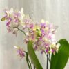 Orchidej Phalaenopsis ‘Blossom Bliss’ orchidea phalenopsis blossom bliss kvetouci pokojova rostlina