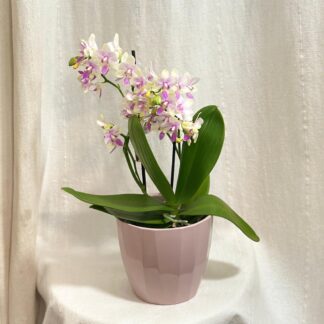 Orchidej Phalaenopsis ‘Blossom Bliss’ orchidea phalenopsis blossom bliss kvetouci pokojova rostlina