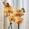 Orchidej Phalaenopsis ‘Buddha’ orchidea phalenopsis buddha kvetouci pokojova rostlina