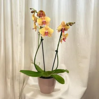 Orchidej Phalaenopsis ‘Buddha’ orchidea phalenopsis buddha kvetouci pokojova rostlina