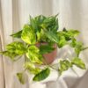 Pothos Epipremnum aureum ‘Hicolor’ velký pothos, potosovec zlatý, epipremnum aureum hicolor, divoký jano, divný janko, golden ivy, šplhavník, šplhavnice, táhla rostlina, rostlina do stínu, pokojová rostlina, pokojový květ