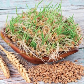 psenice semena na kliceni microgreens klicky kliceni