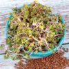 Ředkvička China Rose semínka na klíčení 20 g redkvicka china rose semena na kliceni microgreens klicky kliceni