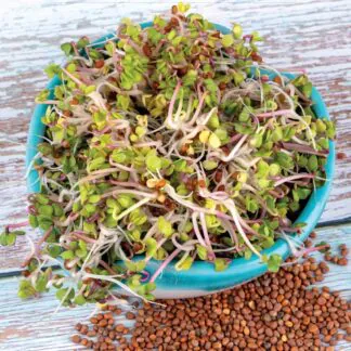redkvicka china rose semena na kliceni microgreens klicky kliceni