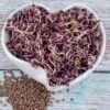 Ředkvička Red Hurricane semínka na klíčení 10 g redkvicka red hurricane semena na kliceni microgreens klicky kliceni