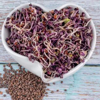 redkvicka red hurricane semena na kliceni microgreens klicky kliceni