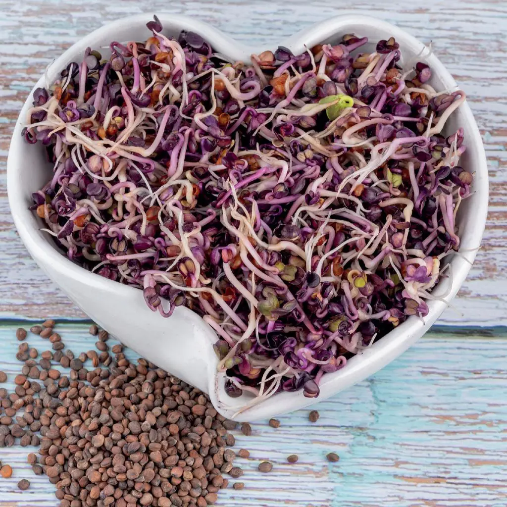 Ředkvička Red Hurricane semínka na klíčení 10 g redkvicka red hurricane semena na kliceni microgreens klicky kliceni