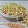 Čočka semínka na klíčení 20 g cocka semena na kliceni microgreens klicky kliceni