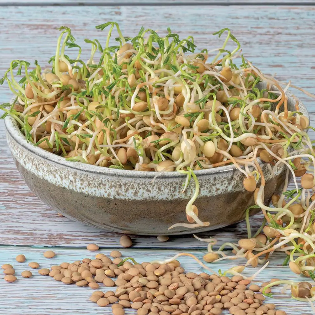 Čočka semínka na klíčení 20 g cocka semena na kliceni microgreens klicky kliceni
