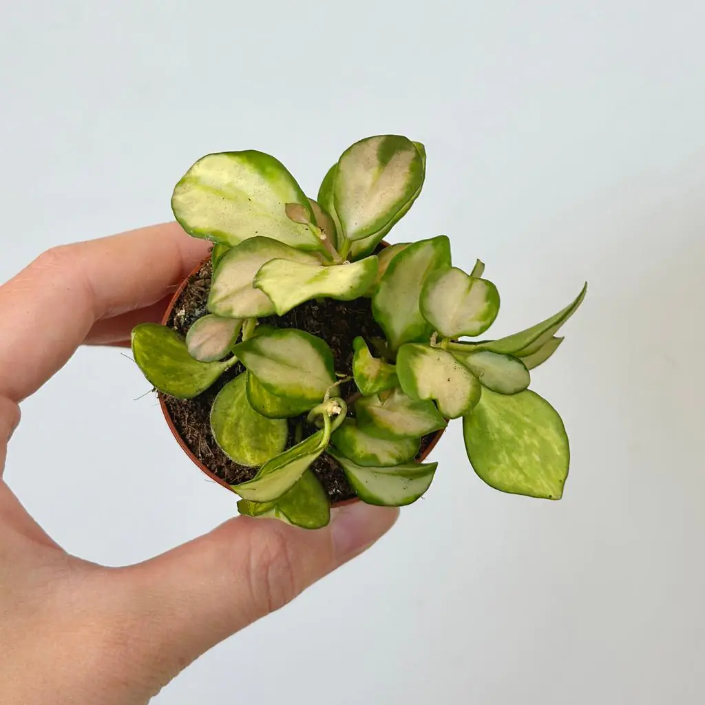 Hoya heuschkeliana variegata malá hoya heuschkeliana variegata voskovka popinava pokojovka