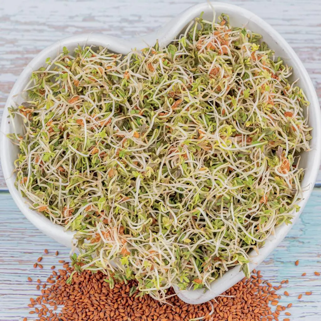 Řeřicha semínka na klíčení 30 g rericha semena na kliceni microgreens klicky kliceni