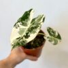Alocasia micholitziana ‘Frydek’ variegata střední alocasia frydek variegata panasovana
