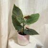 Begonia corallina begonia corallina puntikata pokojovka