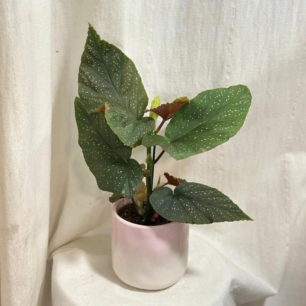 Begonia corallina begonia corallina puntikata pokojovka