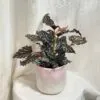 Begonia maculata ‘Ruby Compact’ begonia maculata Ruby Compact pokojovka