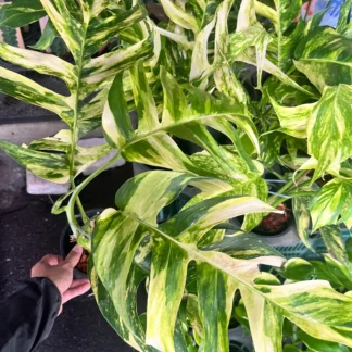 Epipremnum pinnatum ‘Golden Flame’ Epipremnum pinnatum Golden Flame pokojovka