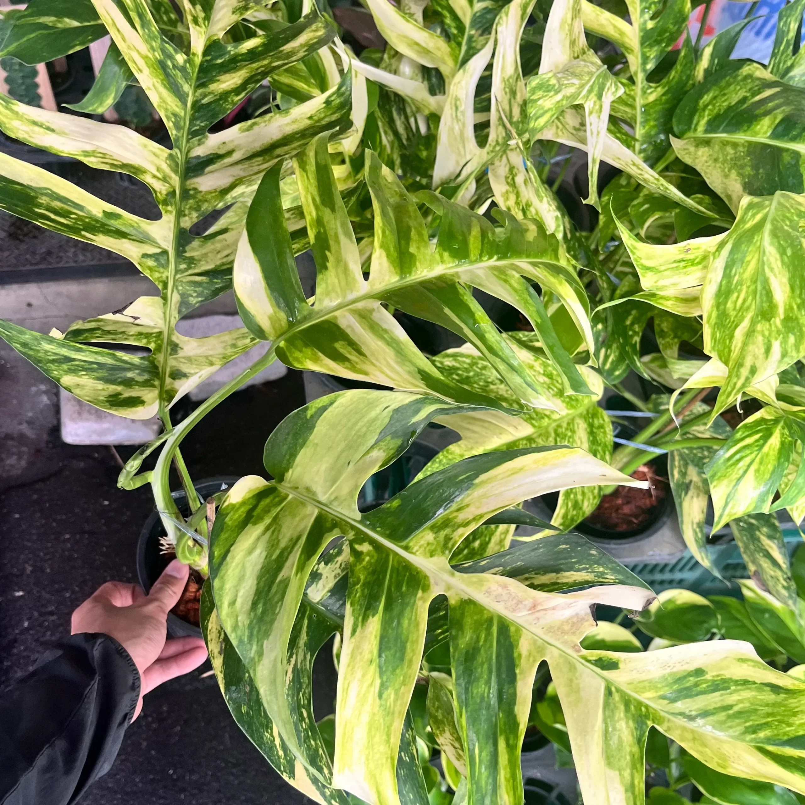Epipremnum pinnatum ‘Golden Flame’ Epipremnum pinnatum Golden Flame pokojovka