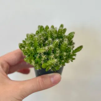 Kaktus Hylocereus undatus