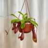 Nepenthes alata velký nepenthes alata velka masozrava rostlina masozravka
