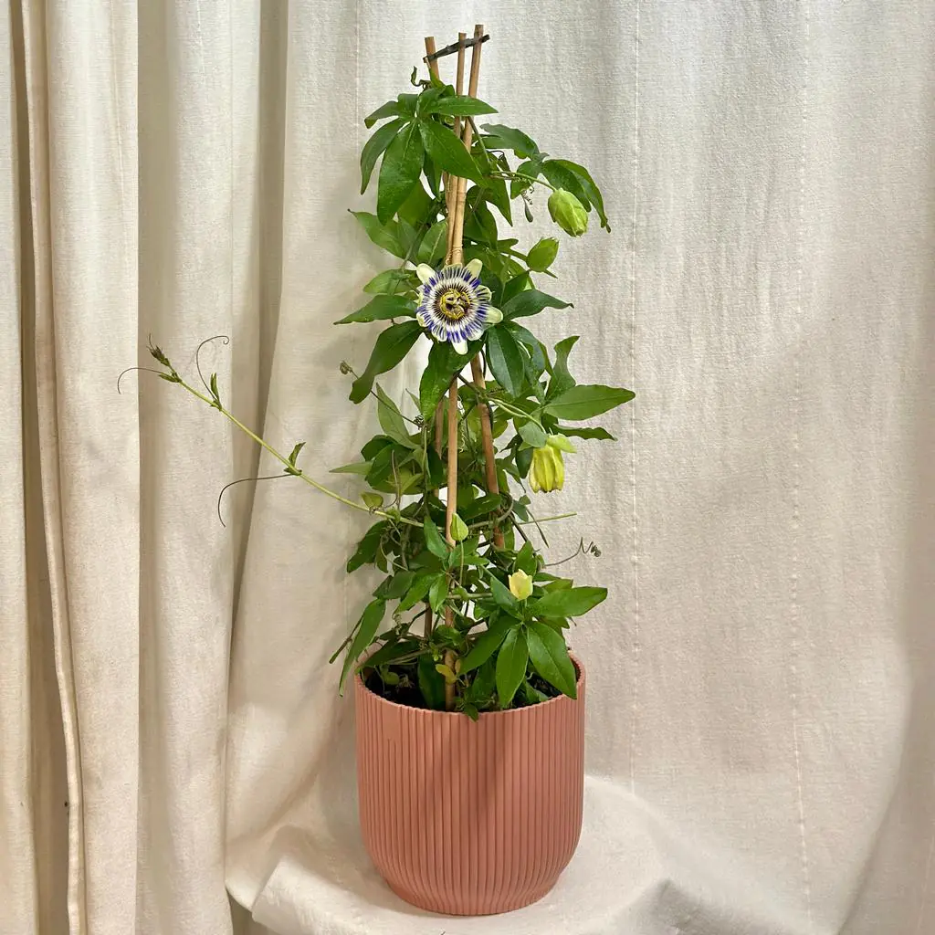 Mučenka / Passiflora caerulea velká Mučenka Passiflora caerulea Kristova koruna