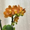 Orchidej Phalaenopsis ‘Indian Summer’ orchidej phalaenopsis indian summer oranzova kvetina
