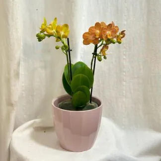 Orchidej Phalaenopsis ‘Indian Summer’ orchidej phalaenopsis indian summer oranzova kvetina