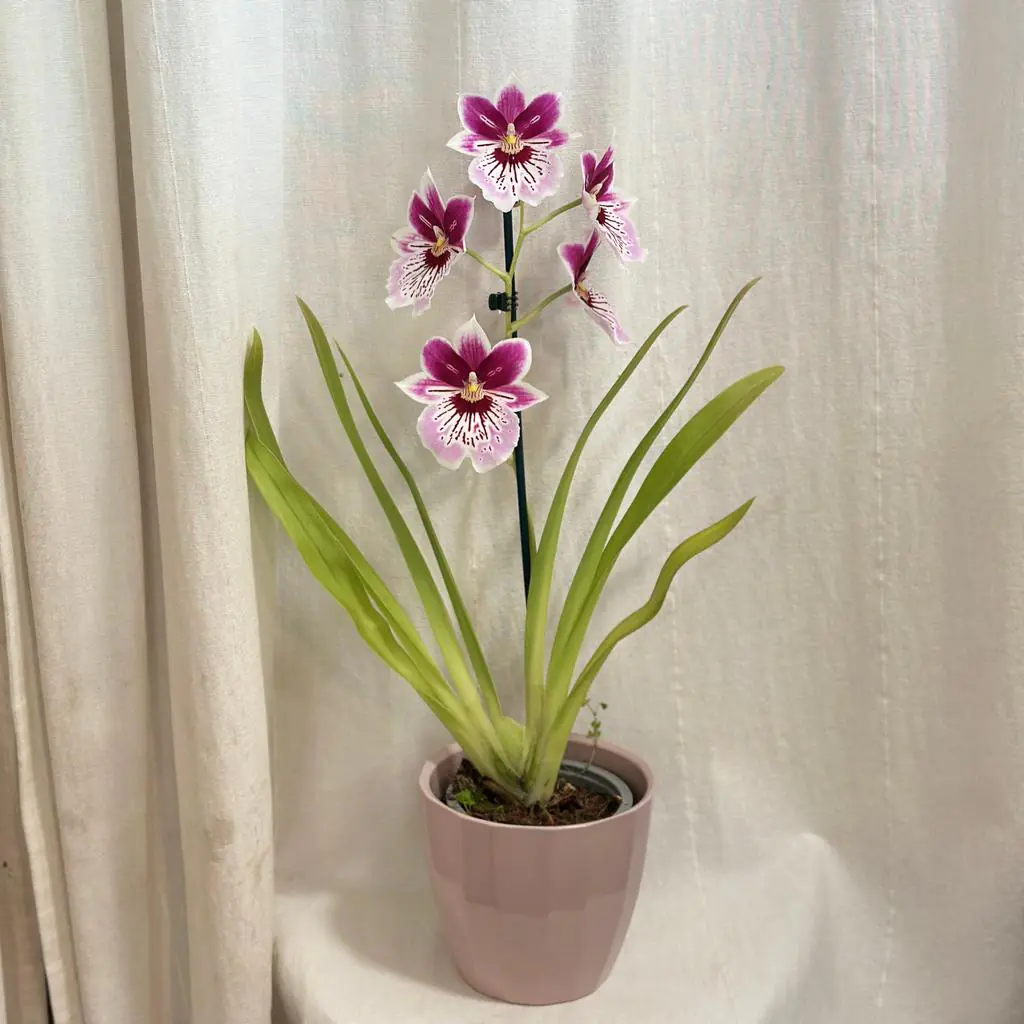 Orchidej Miltoniopsis ‘Princess Diana’ Orchidej Miltoniopsis Princess Diana ruzova kvetouci pokojovka