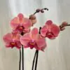 Orchidej Phalaenopsis ‘Anthura Narbonne’ orchidej phalaenopsis Anthura Narbonne ruzova kvetina