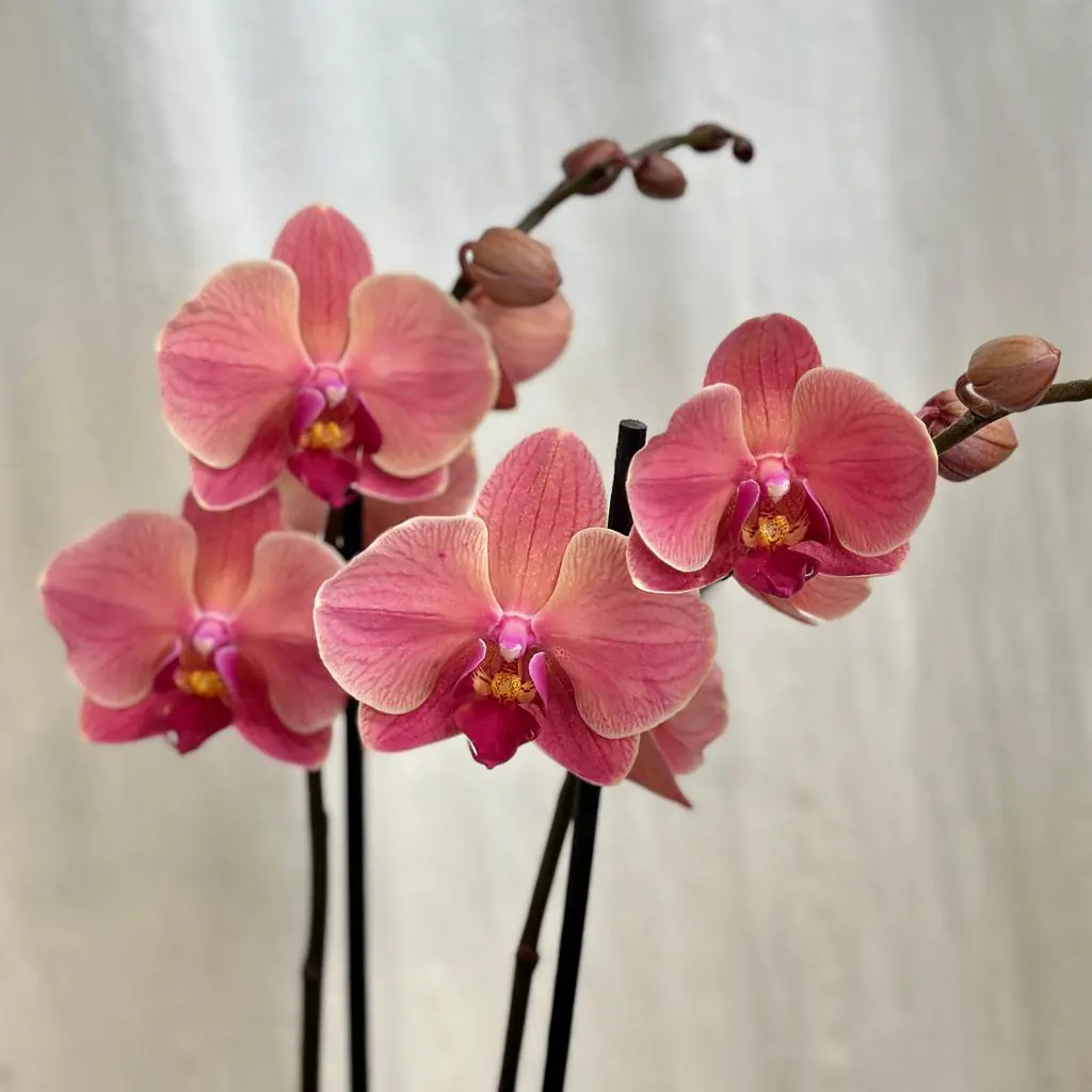 Orchidej Phalaenopsis ‘Anthura Narbonne’ orchidej phalaenopsis Anthura Narbonne ruzova kvetina