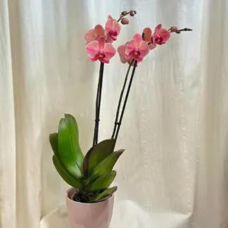 Orchidej Phalaenopsis ‘Anthura Narbonne’ orchidej phalaenopsis Anthura Narbonne ruzova kvetina