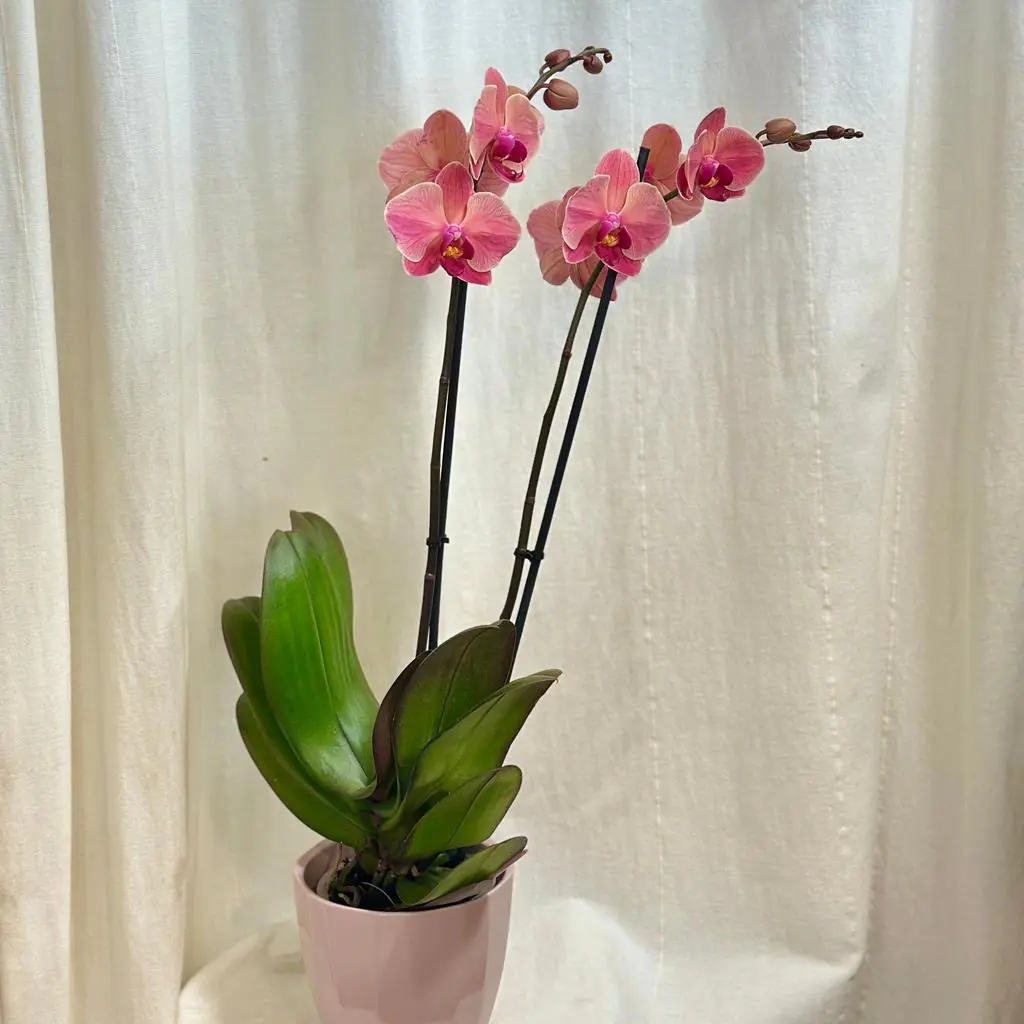 Orchidej Phalaenopsis ‘Anthura Narbonne’ orchidej phalaenopsis Anthura Narbonne ruzova kvetina