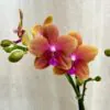 Orchidej Phalaenopsis ‘Bolgheri’ orchidea phalenopsis bolgheri kvetouci pokojova rostlina