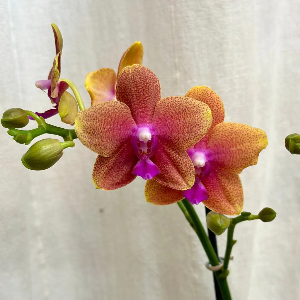 Orchidej Phalaenopsis ‘Bolgheri’ orchidea phalenopsis bolgheri kvetouci pokojova rostlina