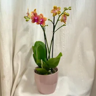 Orchidej Phalaenopsis ‘Bolgheri’ orchidea phalenopsis bolgheri kvetouci pokojova rostlina