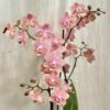 Orchidej Phalaenopsis ‘Odorion’ orchidea phalenopsis odorion Aromio Sweet kvetouci pokojova rostlina